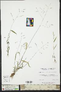 Kellochloa verrucosa image