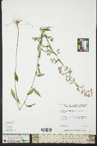 Symphyotrichum lateriflorum var. lateriflorum image