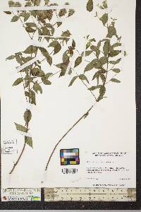 Pycnanthemum muticum image