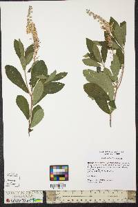 Clethra alnifolia image