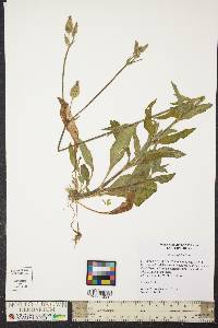 Silene latifolia image