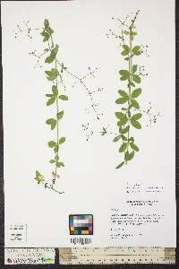 Galium pilosum image