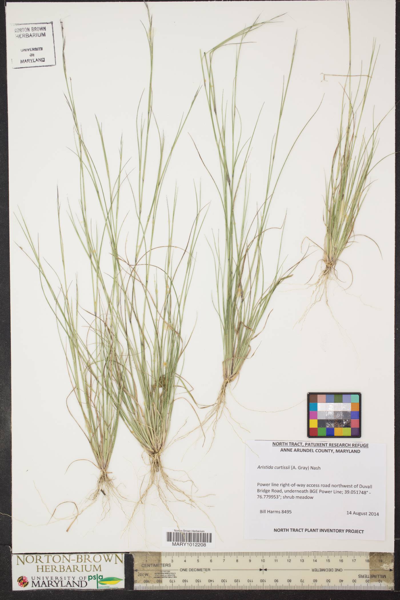 Aristida curtissii image