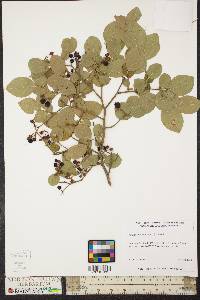 Amelanchier canadensis image