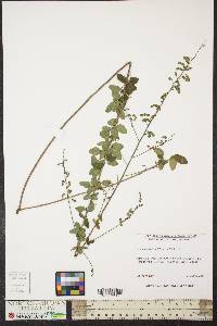 Desmodium ciliare image