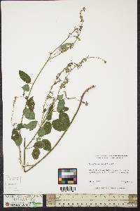 Desmodium glabellum image