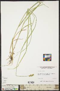 Carex aggregata image