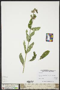 Stachys hispida image