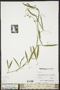 Lathyrus hirsutus image