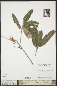 Quercus imbricaria image