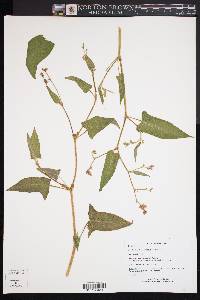 Persicaria arifolia image