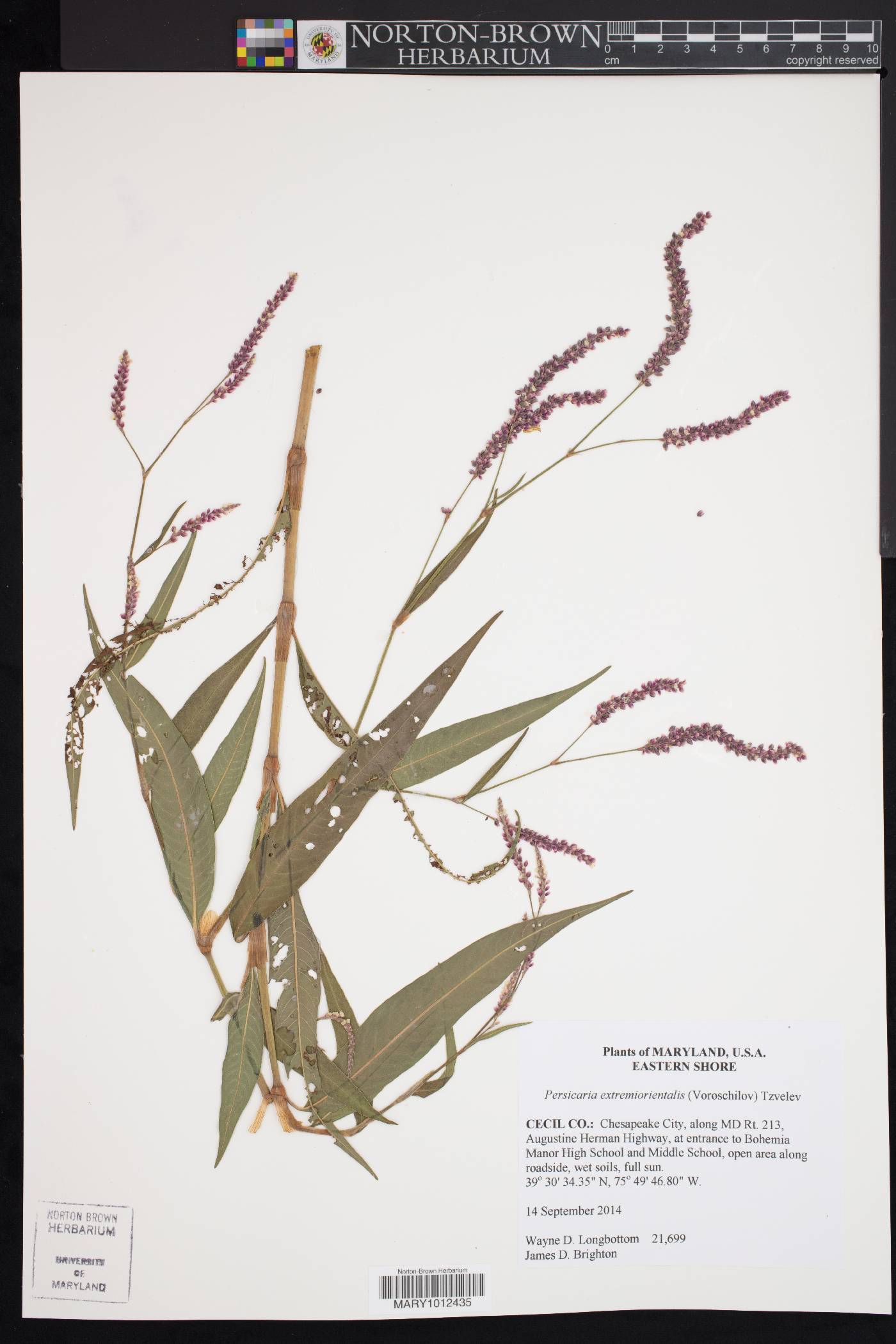 Persicaria extremiorientalis image