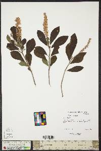 Clethra alnifolia image