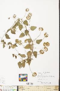 Smilax herbacea image