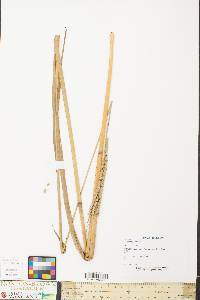 Paspalum floridanum image