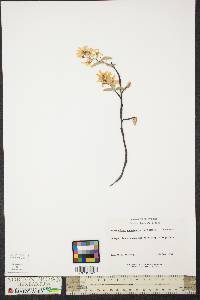 Amelanchier canadensis image