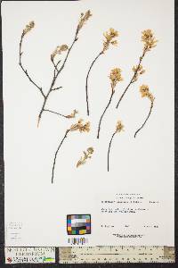 Amelanchier canadensis image