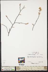 Amelanchier canadensis image
