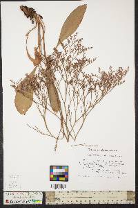 Limonium carolinianum image