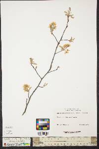 Amelanchier canadensis image