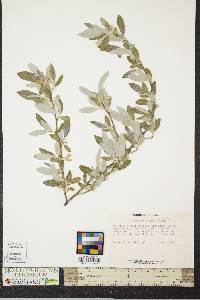 Elaeagnus angustifolia image