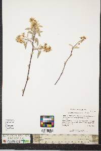 Amelanchier canadensis image