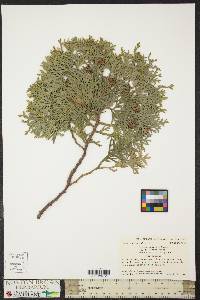 Thuja occidentalis image