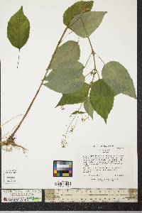 Circaea canadensis image