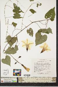 Ipomoea pandurata image