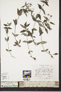 Hedyotis uniflora image
