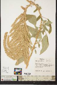 Amaranthus caudatus image