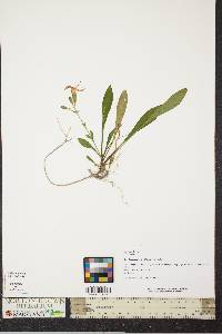 Silene stellata image