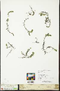 Elodea nuttallii image