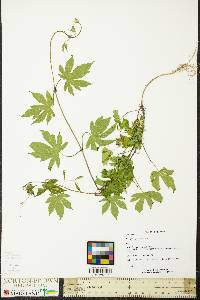 Humulus japonicus image