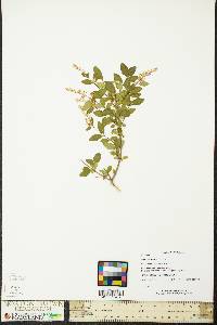 Ligustrum sinense image