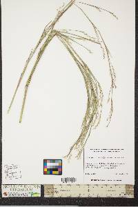 Schizachyrium scoparium var. scoparium image