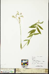 Silene latifolia image