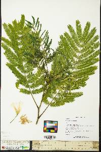 Albizia julibrissin image