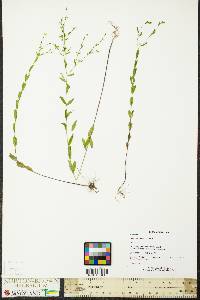 Linum virginianum image