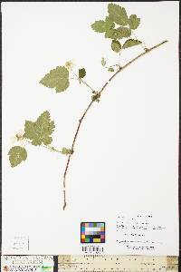 Rubus pensilvanicus image