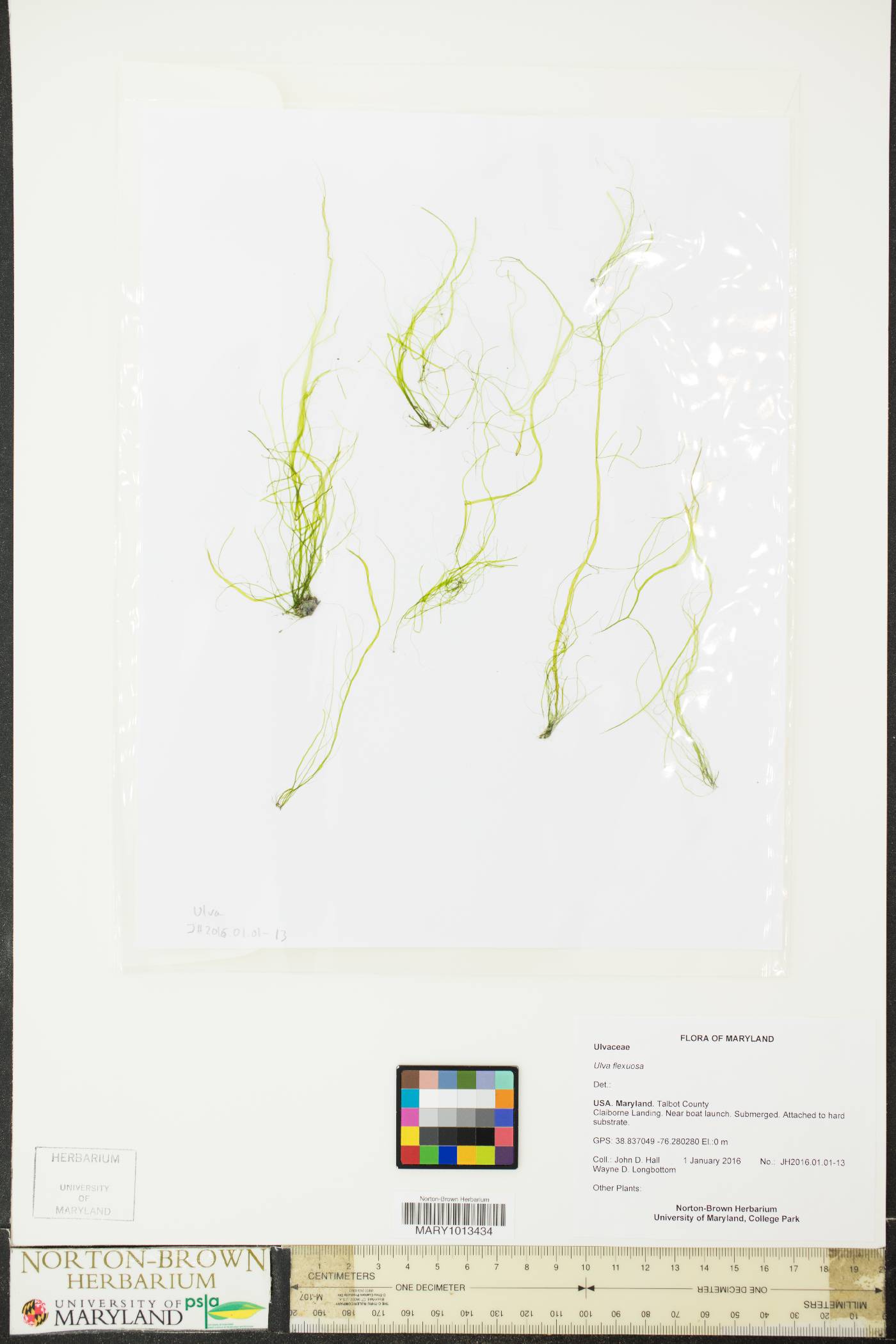 Ulva image