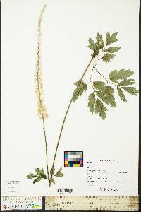 Actaea racemosa image