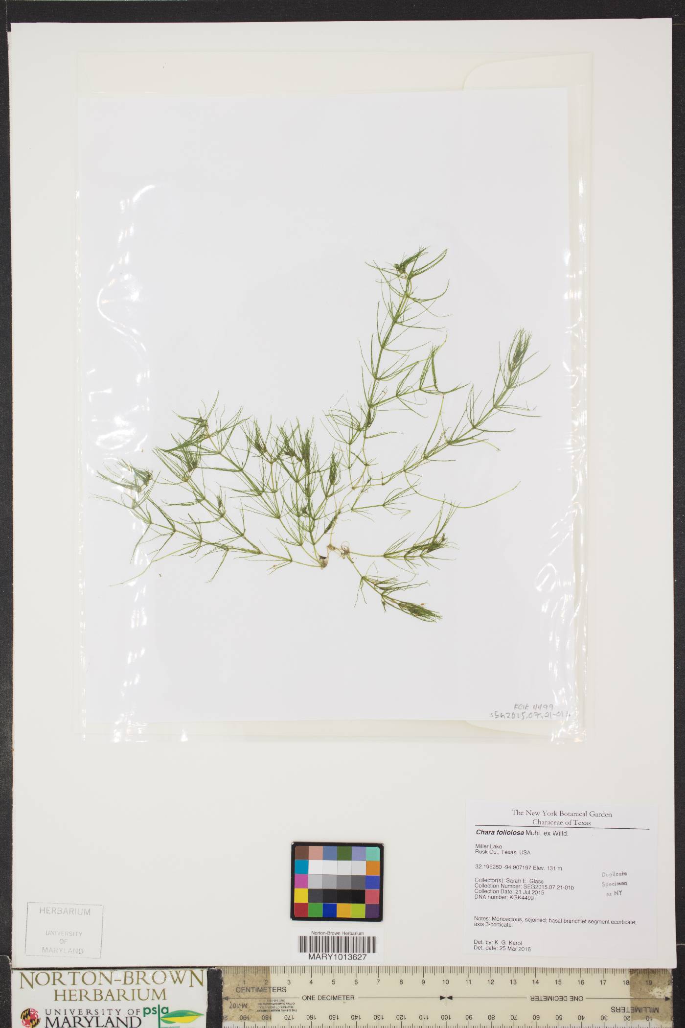 Chara foliolosa image