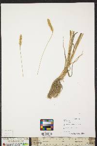 Pennisetum glaucum image