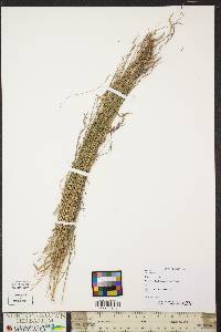 Muhlenbergia mexicana image