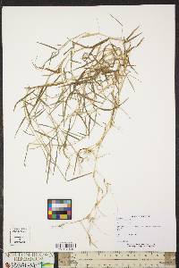 Muhlenbergia schreberi image