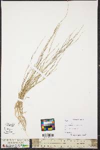 Muhlenbergia schreberi image