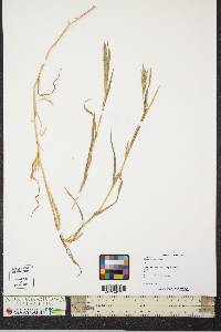 Muhlenbergia mexicana image