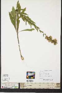 Liatris squarrulosa image