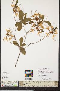 Rhododendron periclymenoides image